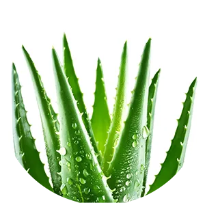Aloe Vera in der PANACEO Zeolith Zahncreme Aloe Vera in der PANACEO Zeolith Zahncreme