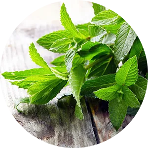 Bio-Minzöl in der Zeolith Zahnpasta Bio-Minzöl in der Zeolith Zahnpasta